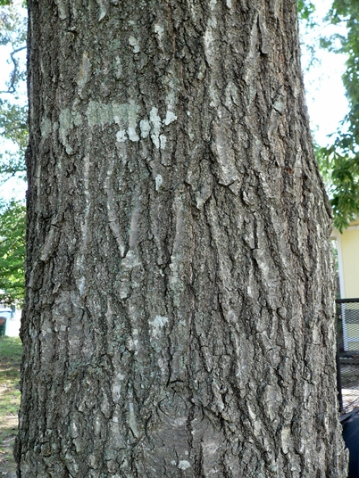 {Quercus shumardii}